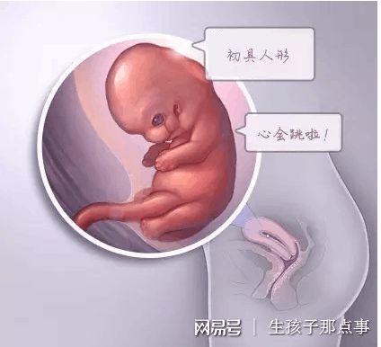 首席专家